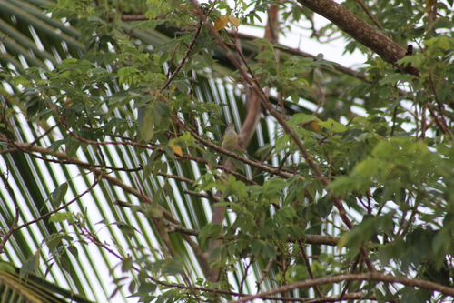 Puerto Rican Vireo (Vireo latimeri), photo 9