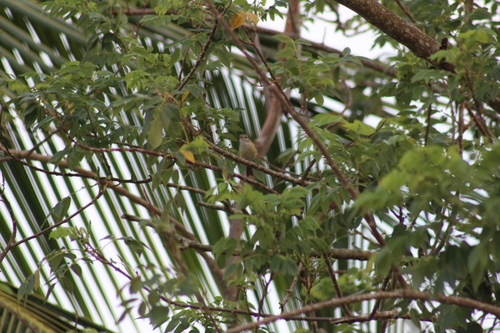 Puerto Rican Vireo (Vireo latimeri), photo 10