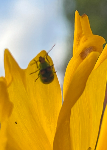 Diabrotica speciosa