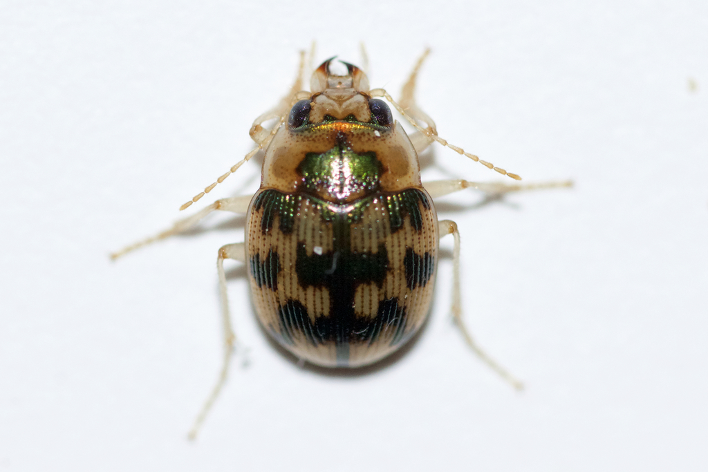 Mosaic Round Sand Beetle