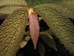 Begonia buddleiifolia
