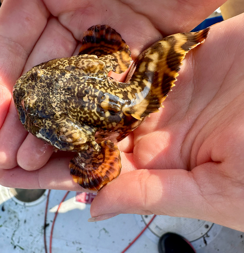 Oyster toadfish (Opsanus tau) — Batrachoididae — 2