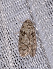 Philobota mucida