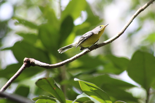 Adelaide's Warbler