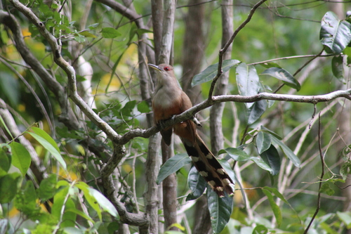 Puerto Rican Lizard-Cuckoo