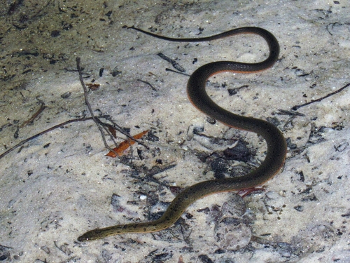 Photo of a Orangebelly Swamp Snake (Tretanorhinus nigroluteus)