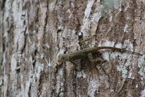 Crested Anole