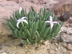 Houstonia rubra