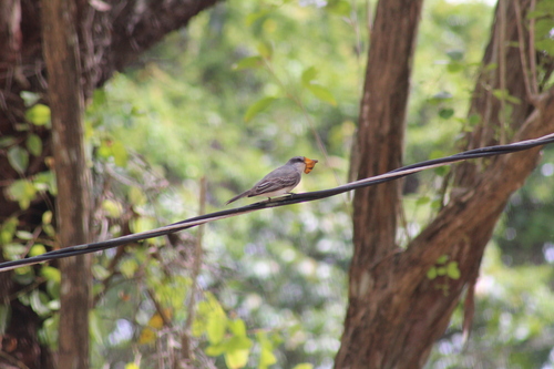 Gray Kingbird