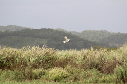 Great Egret