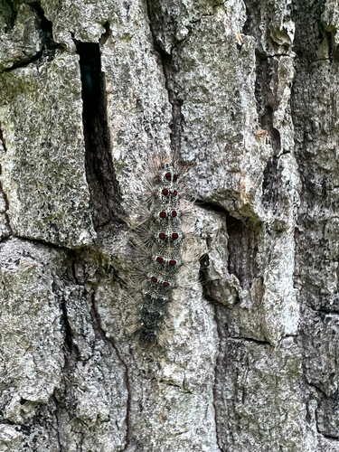 Spongy Moth