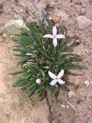 Houstonia rubra