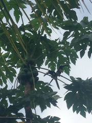 Pteroglossus aracari