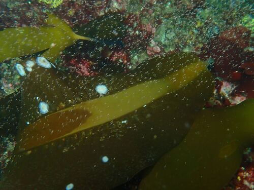 Pleurophycus gardneri observed 2026-07-08