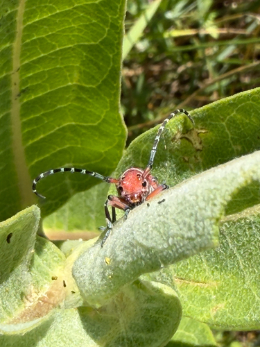 Red-femured Milkweed Borer photo 5