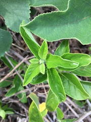 Heliotropium sarmentosum