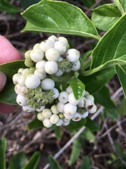 Heliotropium sarmentosum