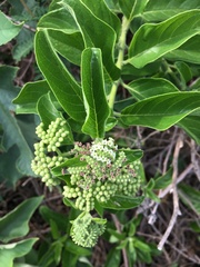 Heliotropium sarmentosum