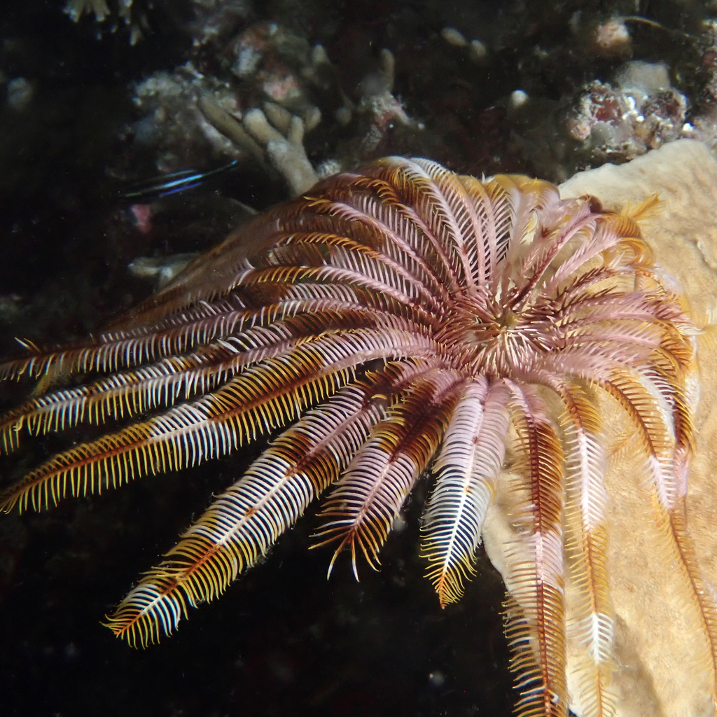 Stephanometra tenuipinna