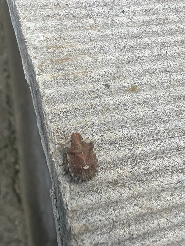 White-shouldered Shieldbug