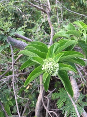 Heliotropium sarmentosum