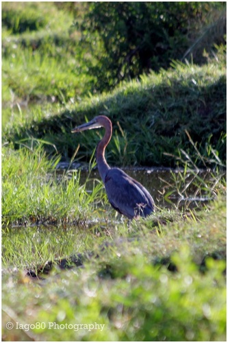 iNaturalist image