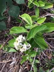 Heliotropium sarmentosum