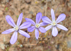 Brodiaea nana