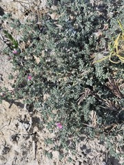 author not stated, no rights reserved Frankenia hirsuta, photograph author not stated, no rights reserved