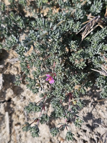 Frankenia hirsuta, photograph 3