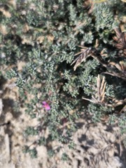 Frankenia hirsuta