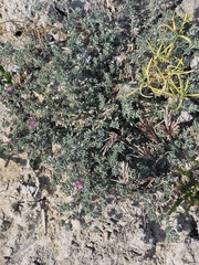author not stated, no rights reserved Frankenia hirsuta, photograph author not stated, no rights reserved