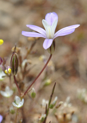 Brodiaea nana