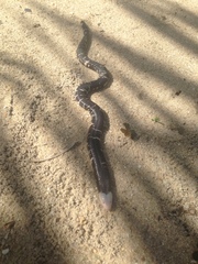 Amphisbaena fuliginosa