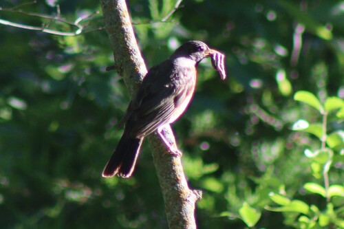 Northern Robin