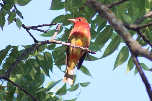 Eastern Summer Tanager