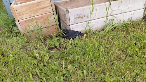 American Crow