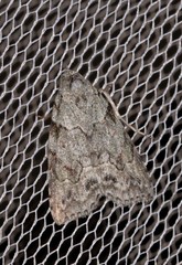 Calathusa basicunea
