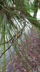 Dendrophylax porrectus