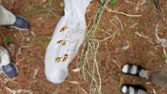 Dendrophylax porrectus