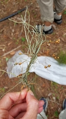 Dendrophylax porrectus