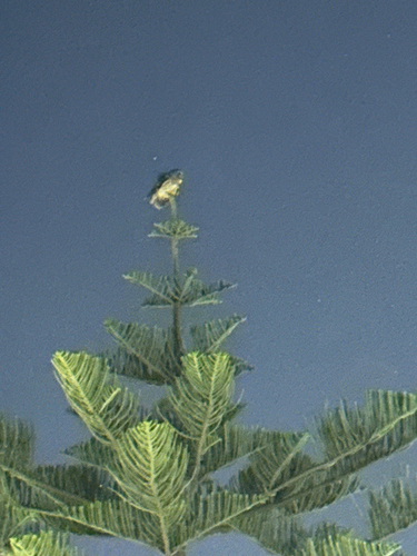 Maghreb Owl