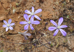 Brodiaea nana