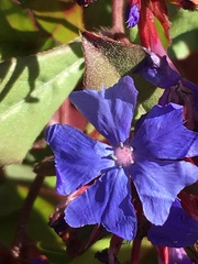 Ceratostigma