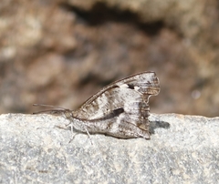 Libythea laius
