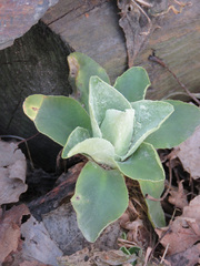 Primula auriculata