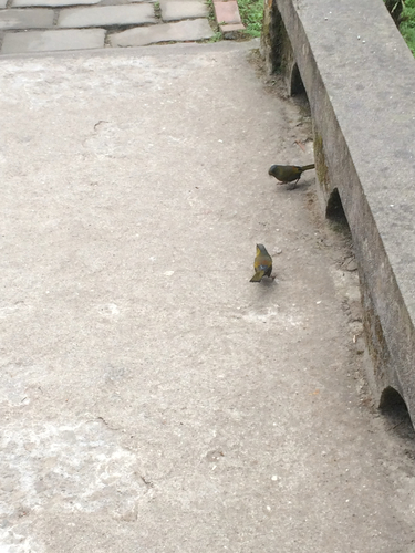 Taiwan Liocichla (Liocichla steerii), photo 8
