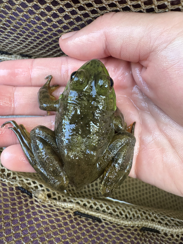 American Bullfrog