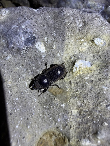 Aegus bidens