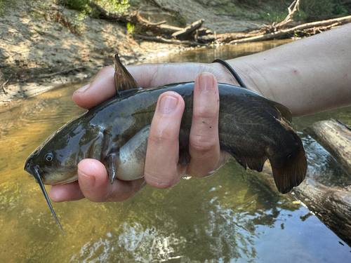 Yellow Bullhead